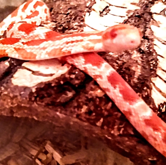 FUNDRAISER 4 RESCUE! - Picture 7 of 16